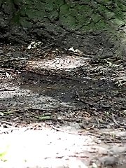 15 pictures - Woodland pissing for seriously hot brunette babe