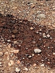 15 pictures - Stunning girl pulls down hotpants to pee